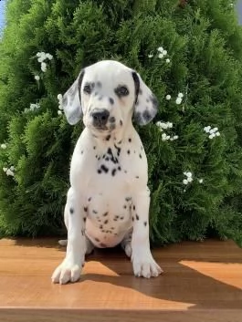 damalta cuccioli per reinserimento