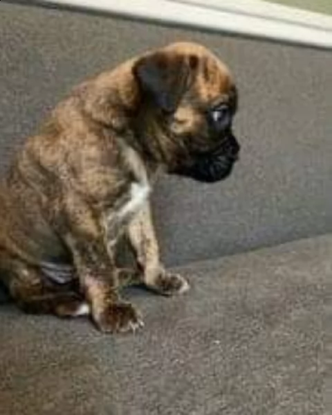 regalo boxer disponibili 