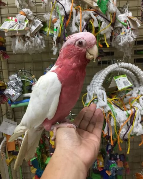 galah cockatoo parrot 