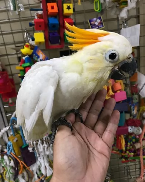 citron cockatoo parrots