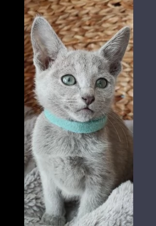 gattini blu di russia maschi e femmine