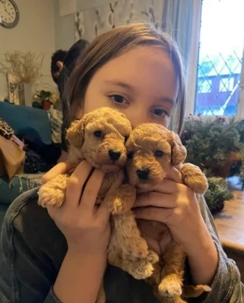 tre cuccioli di barboncino toy