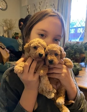 cuccioli barboncino toy