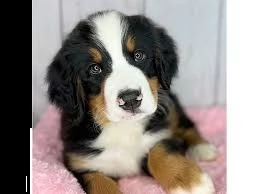 cuccioli di re barboncino | Foto 1