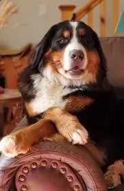 cuccioli di re barboncino | Foto 0