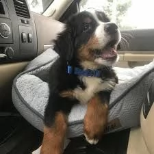 cuccioli di re barboncino