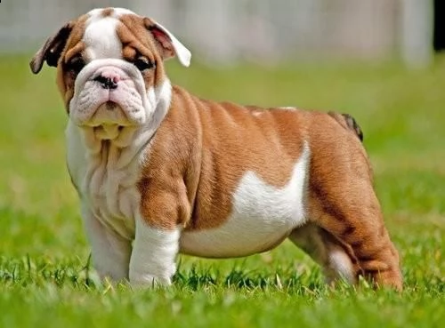 bulldog inglese | Foto 0