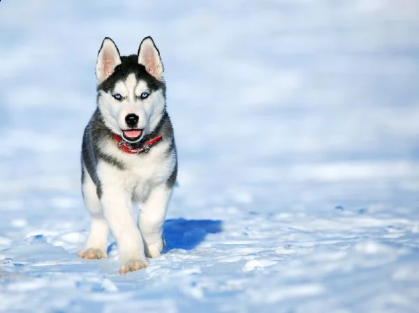 bellissimi cuccioli di siberian husky.