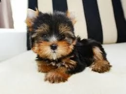 cuccioli di razza little teacup yorkie | Foto 0
