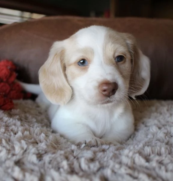 bellissimi cuccioli di bassotto in adozione | Foto 0