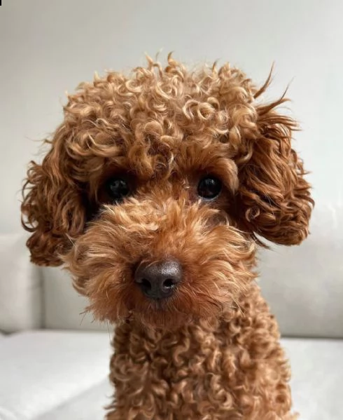 cuccioli di barboncino, 1 femmina 1 maschio