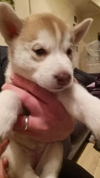cuccioli di husky siberiano di razza pura