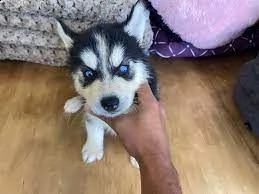 bellissimi cuccioli di siberian husky. | Foto 1
