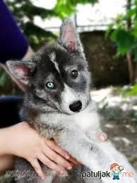 bellissimi cuccioli di siberian husky. | Foto 0