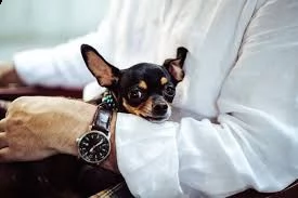 kruising chihuahua | Foto 0