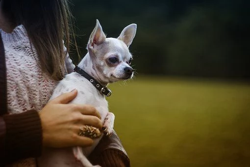 kruising chihuahua