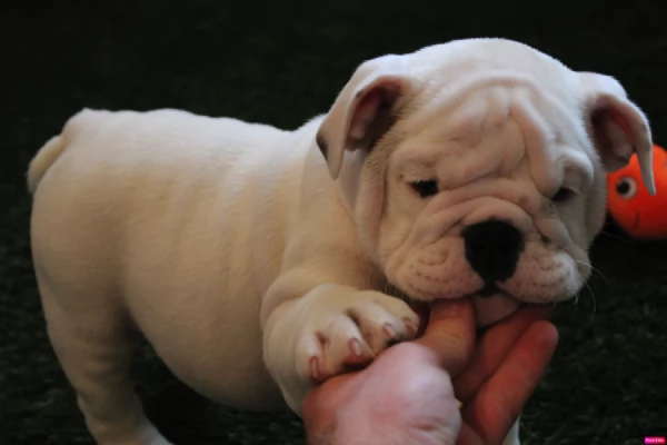 bulldog inglese | Foto 0