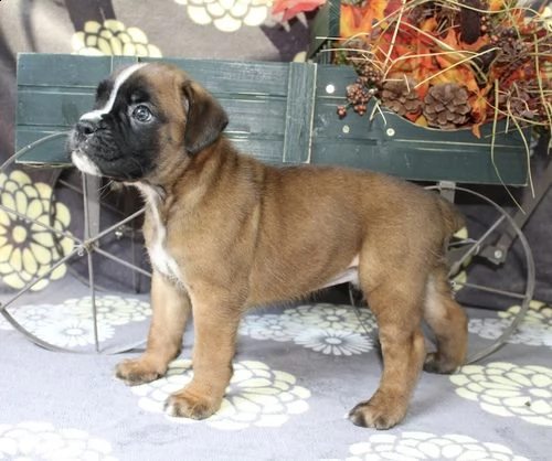 regalo estremamente carino cuccioli di boxer per l'adozione .