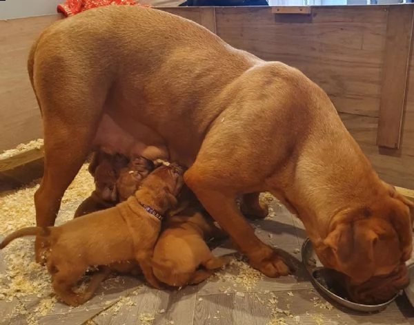 regalo cuccioli di dogue de bordeaux 