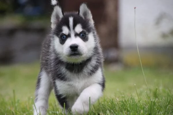 cuccioli di husky siberiano dagli occhi azzurri | Foto 6