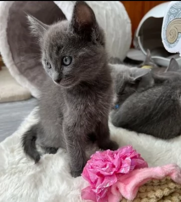 cuccioli blue di russia