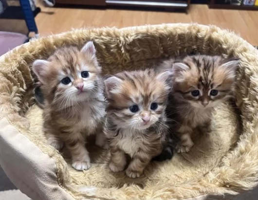 cucciole siberiano per adozione