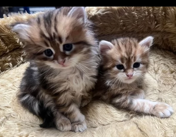 puri gattini siberiani