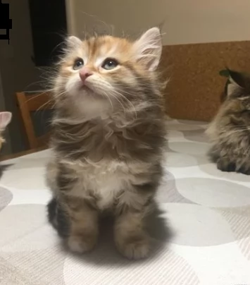 splendidi cuccioli di siberiano