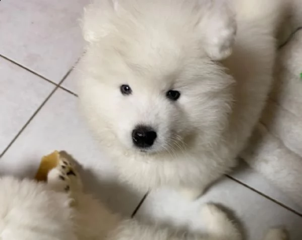 cuccioli samoiedo di razza pura | Foto 2