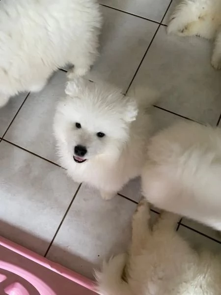 cuccioli samoiedo di razza pura | Foto 1