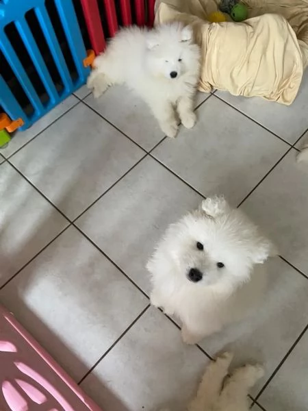 cuccioli samoiedo di razza pura | Foto 0