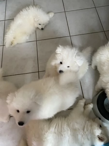 cuccioli samoiedo di razza pura