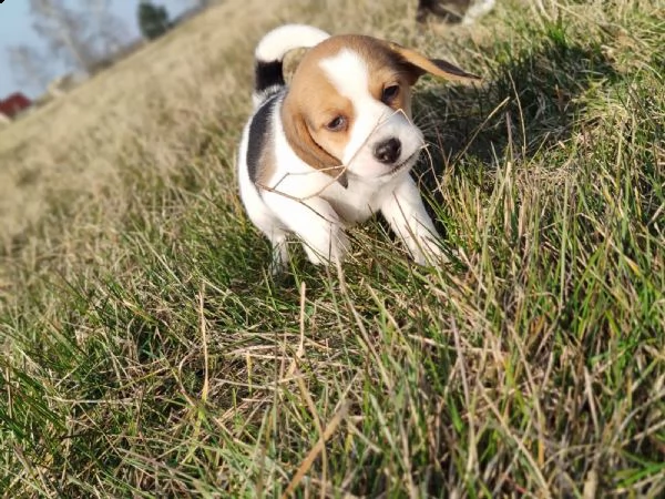 cuccioli di beagle cioccolato | Foto 6