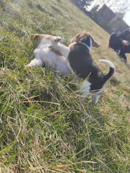 cuccioli di beagle cioccolato