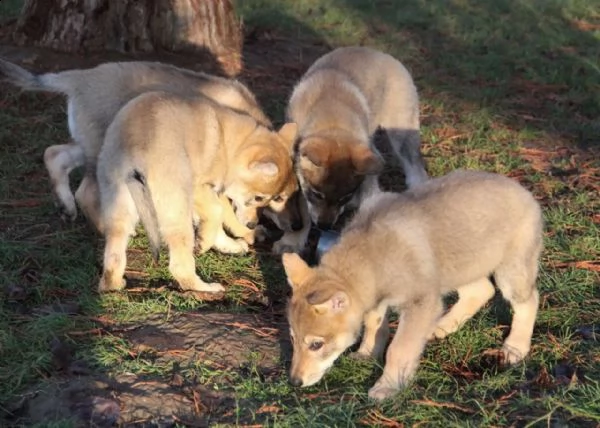 kuccioli di cane lupo cecoslovacco disponibili | Foto 3