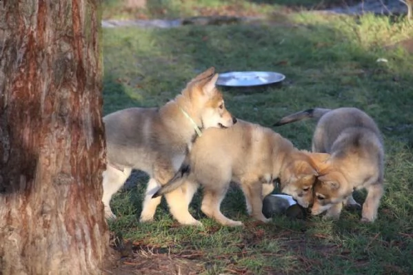 kuccioli di cane lupo cecoslovacco disponibili | Foto 2