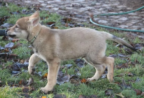 kuccioli di cane lupo cecoslovacco disponibili | Foto 1