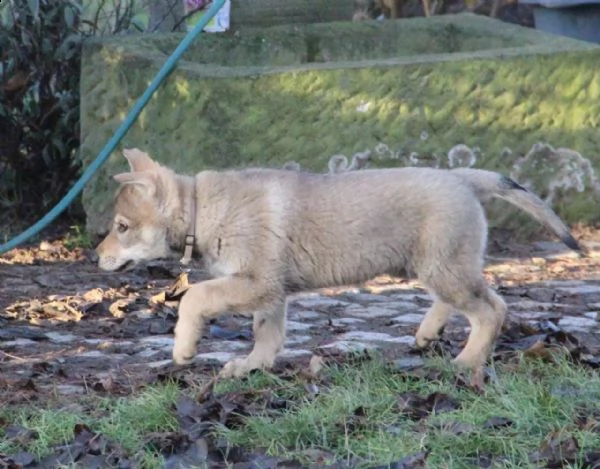 kuccioli di cane lupo cecoslovacco disponibili | Foto 0