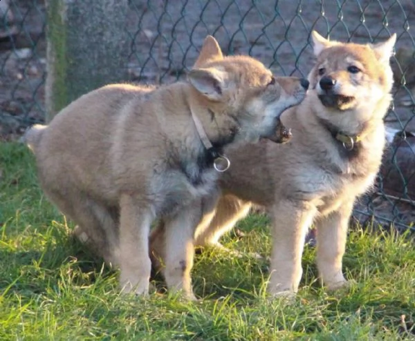 kuccioli di cane lupo cecoslovacco disponibili