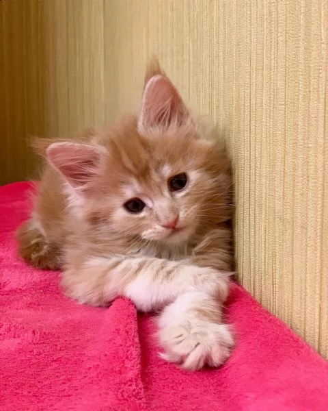 disponibili cuccioli di maine coon | Foto 1