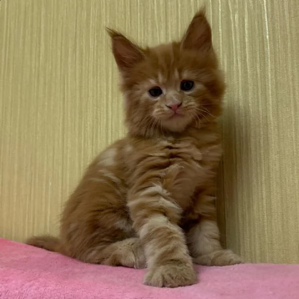 disponibili cuccioli di maine coon | Foto 0