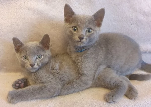 cuccioli di blue di russia