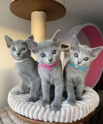 blue di russia gattini