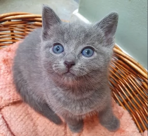 due fratellini blue di russia