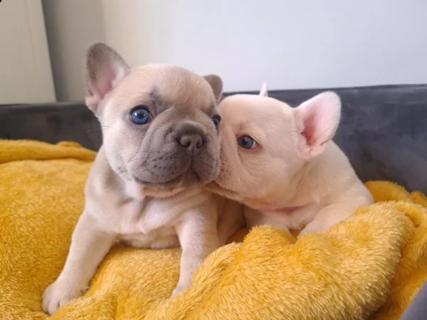 disponibili cuccioli di bulldog francese maschi e femmine in regalo
