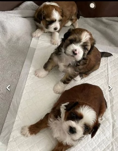 regalo cuccioli di shitzu..,,,