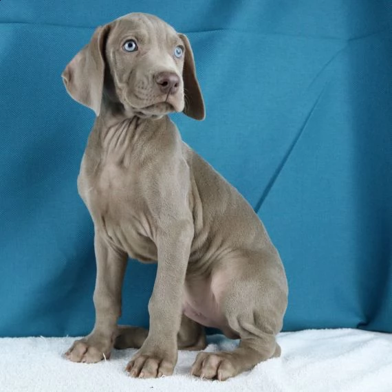 regalo cuccioli di weimaraner,,,.