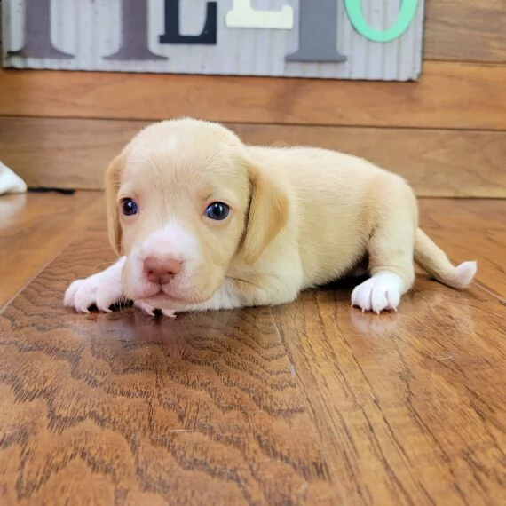 regalo beagle meravigliosi,,..