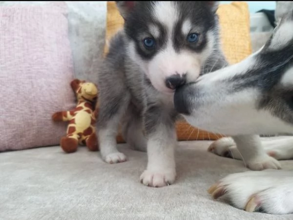 cuccioli di husky siberiano di razza pura | Foto 0