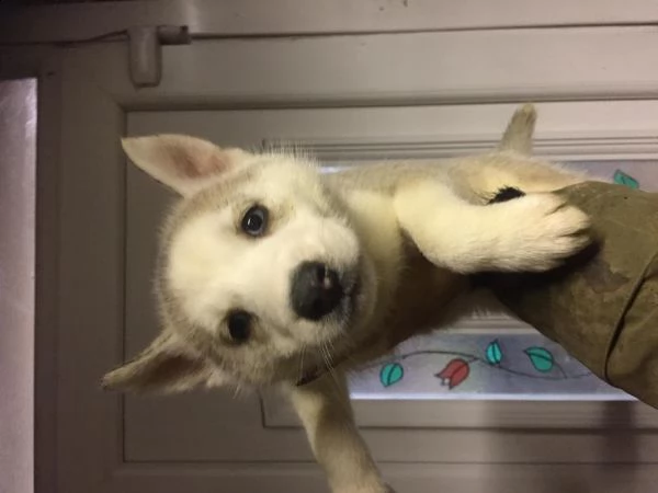 cuccioli di husky siberiano di razza pura